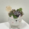 Sweet succulents in a cat ceramic