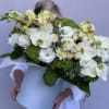 Pale blue velvet box in white-green colors with amazing lemon orchids
