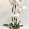 Phalaenopsis plants in a square planter designec in an artistic manner.