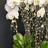 Phalaenopsis Orchids in a round concrete 