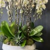Phalaenopsis Orchids in a round concrete 