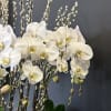 Phalaenopsis Orchids in a round concrete 