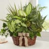 Dish garden is hand-crafted with the freshest green plants available
Appropriate for sending