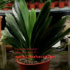 Standing Oil Master ( 1 year old plant ) Our clivias are