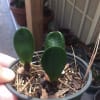 Dented Pit Face Seedlings ( 6 months ) Our clivias are of
