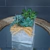 Decorated wood box full of variety of succulent plants.
STANDARD: FIRST PHOTO
DELUXE: SECOND