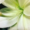 Our designers pride themselves on personal, customized floral designs, let us create