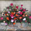 Rich orange, peach and burgundy colors roses, spray roses, peonies, daises and