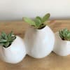 Succulents in White Tri-Ceramic Vessel.  Easy care and lasts a long