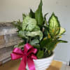 A mix of six green plants arranged in a 10&quot; inches ceramic
