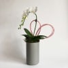 Medium size white orchid.
Size: 20&quot;~22&quot; tall

