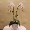 Two single stemmed orchids in a modern vase.
