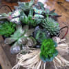 A variety of nine succulents in a hdled wicker basket