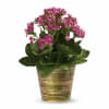 Indoor Blooming Plant
