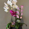 Three of these beautiful orchid plants, nestled side by side in a