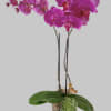 Gorgeous magenta double orchid plant includes succulents in a black 5-inch vase.