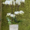 White orchids in a pot