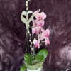 Simply glorious! The elegant dance of purple phalaenopsis orchids takes center stage
