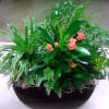 Collection of several green and one blooming plant, in one container. These