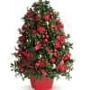 Don&#039;t let a lack of space dampen your spirits! This &quot;tree&quot; made