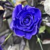We make roses all colors with glitter