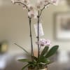 Two stems of phalaenopsis orchids in a silver or gold pot. A