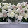 Vase with gorgeous roses for beloved mother