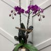 This is a classic design made new with the trellis and added