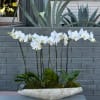 A gorgeous arrangement featuring a multi-stemmed Phalaenopsis orchid plant blessed with a