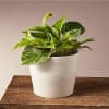 The hardy Pothos plant is arguably one of the easiest houseplants to