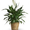 Known for its indoor beauty and ability to clear the air of