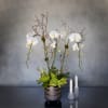  3 spikes orchids standing tall accented with succulents in a pedestal