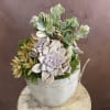 Succulent garden 