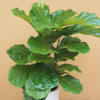 Fiddle Leaf Fig planted in a white ceramic containr 12&#039; high 10&quot;