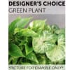 A fresh plant is a perfect way to lift the spirits in