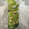 An emotionally soothing and unique design.  A full stem of Thailand