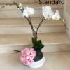 2 Orchids arranged with 12 Roses in ceramic container, STANDARD.
2 Orchids arranged