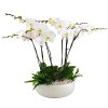 5 Large Orchids Plants (Select) in white arranged in a ceramic container.