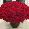 500 Long Stem Red Roses arranged in Container