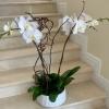 4 Orchids Plants (Select) in white arranged with moss in a premium