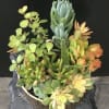 assorted succulents in a ceramic container