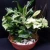A mix of gorgeous plants fills this flat dish garden making this