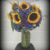 Sunflowers and Hydrangea in a canning jar with raffia or rope bow.