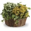 Now here&#039;s a low-maintenance relationship everyone loves! Potted kalanchoe plants are flowering