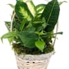 A beautiful arrangement of live tropical plants in a 6 Inch Basket