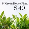 6&quot; Green House Plant in Basket with Bow