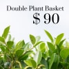 Double Plant Basket With Two 6&quot; Green House Plants With A Bow