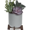 Living gift of sculptural succulent plants in a modern ceramic planter with