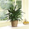 Give peace a chance! Also known as the Peace Lily, the spathiphyllum