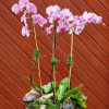 A beauty, featuring a trio of Phalaenopsis orchid plants with spikes showcasing